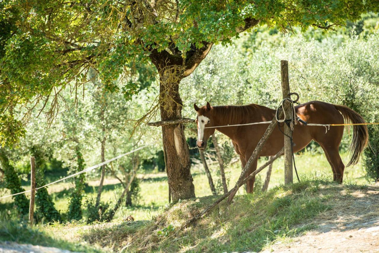 Agriturismo Fattoria Lavacchio Pontassieve Dış mekan fotoğraf