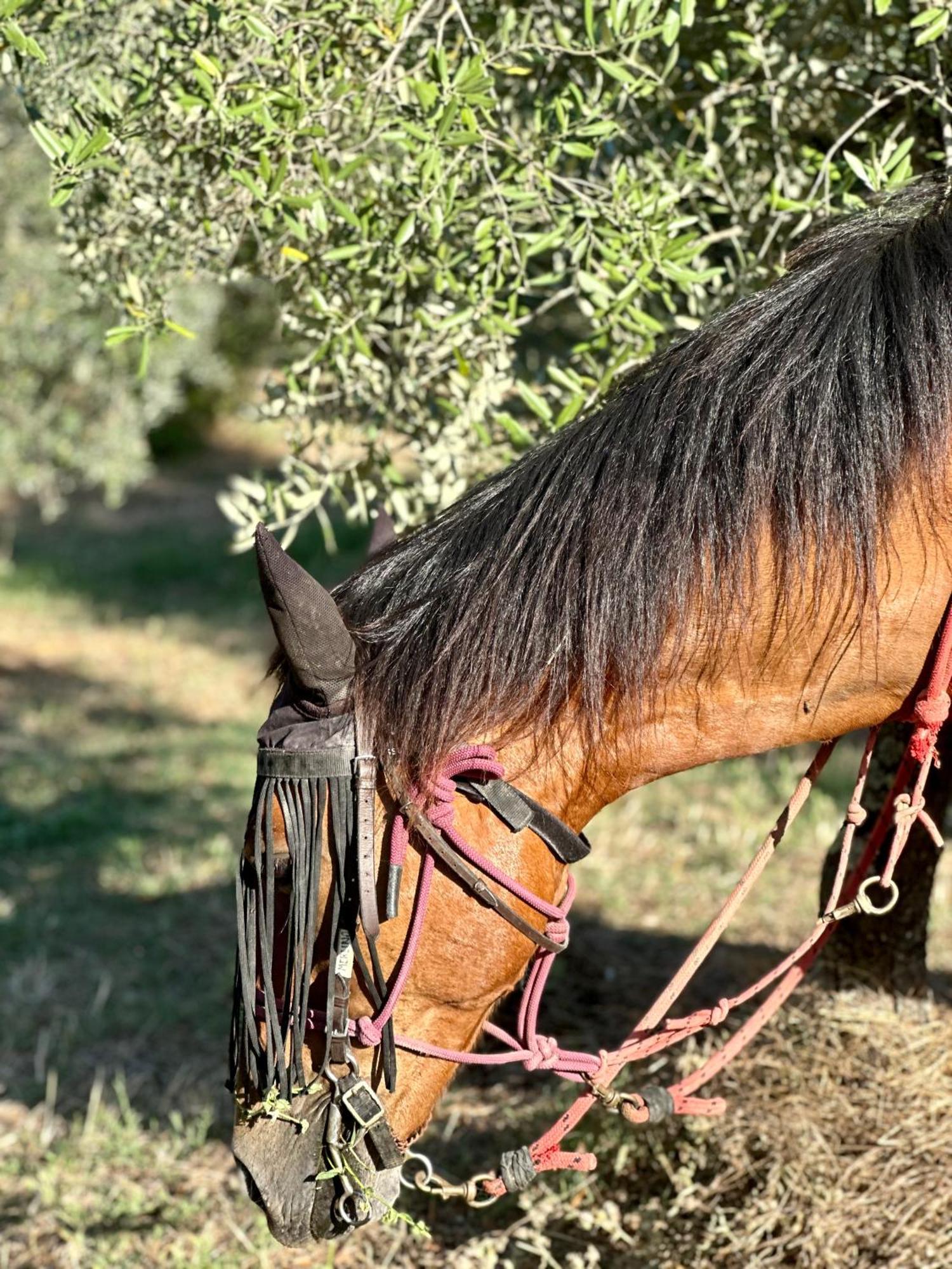 Agriturismo Fattoria Lavacchio Pontassieve Dış mekan fotoğraf
